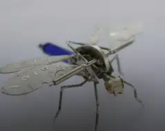fruitflies