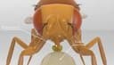 永生果蝇